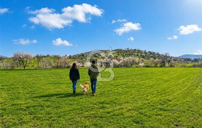 Manisa Kula Ana Yoluna Yakın Yola Cepheli Fırsat Satılık Bağ