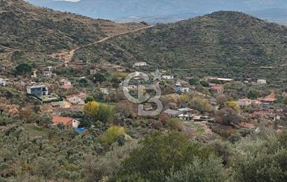 Bayındır Yeşilova Çift Yola Cepheli Fırsat Satılık Zeytinlik