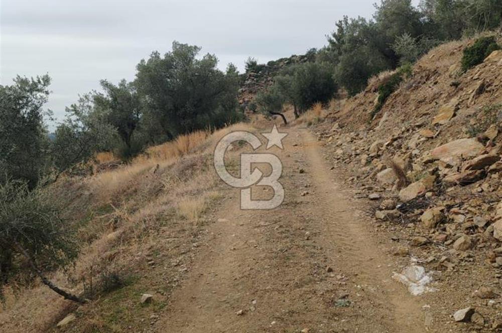 Bayındır Yeşilova Çift Yola Cepheli Fırsat Satılık Zeytinlik