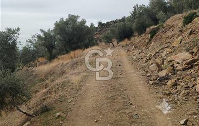 Bayındır Yeşilova Çift Yola Cepheli Fırsat Satılık Zeytinlik