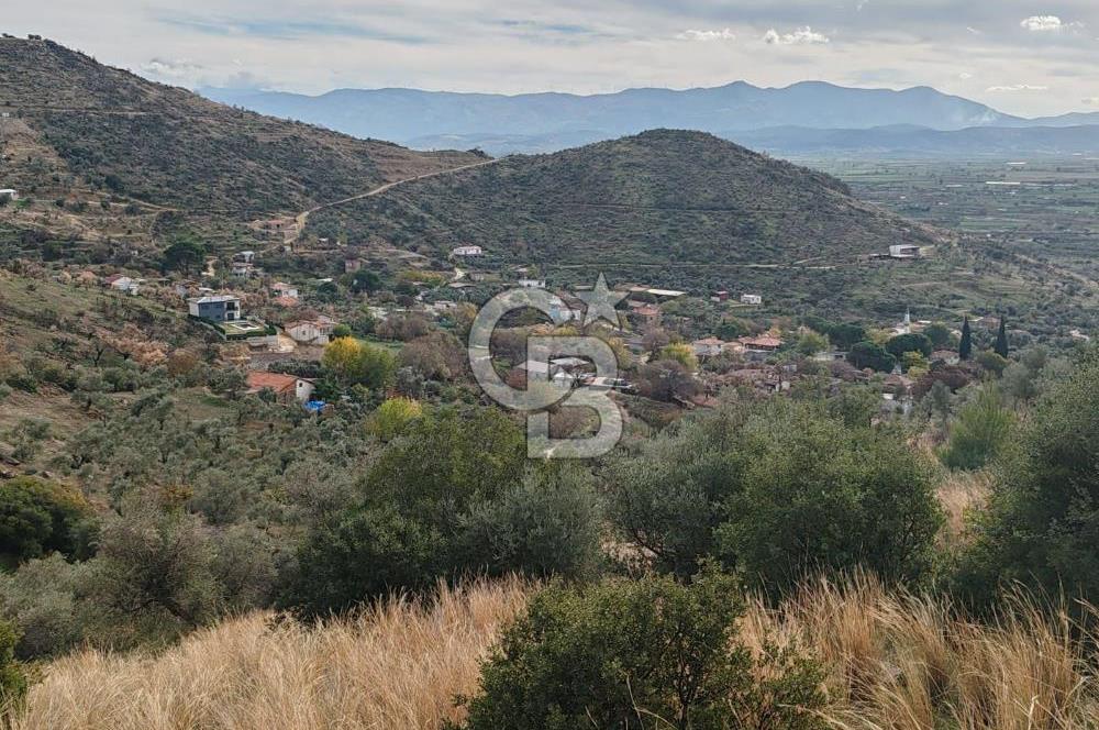 Bayındır Yeşilova Çift Yola Cepheli Fırsat Satılık Zeytinlik