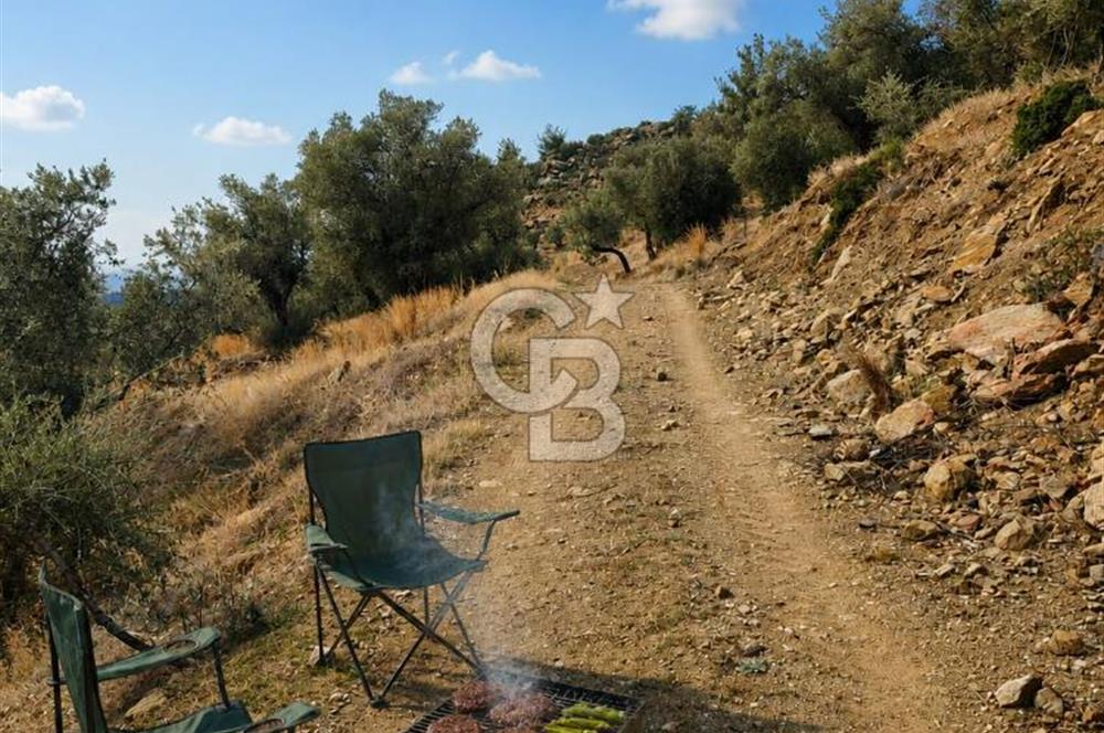 Bayındır Yeşilova Çift Yola Cepheli Fırsat Satılık Zeytinlik