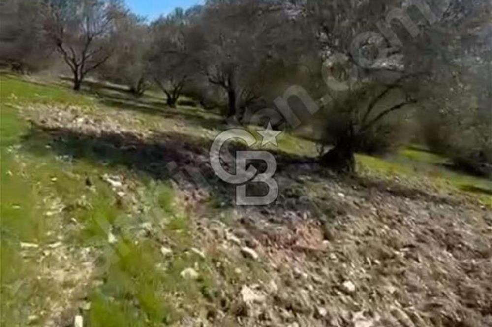 Manisa Soma Yola Cepheli Baraj Manzaralı Satılık Tarla