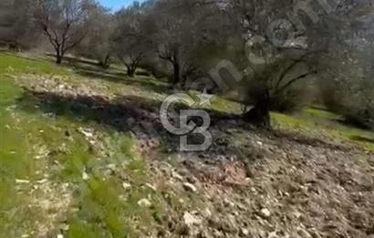 Manisa Soma Yola Cepheli Baraj Manzaralı Satılık Tarla