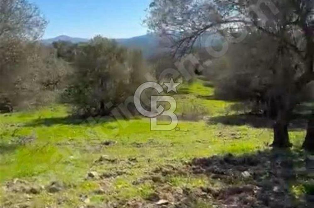 Manisa Soma Yola Cepheli Baraj Manzaralı Satılık Tarla