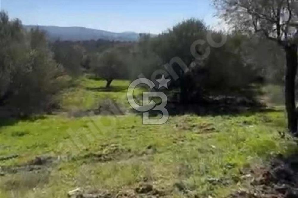 Manisa Soma Yola Cepheli Baraj Manzaralı Satılık Tarla