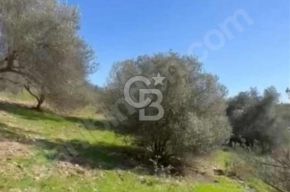 Manisa Soma Yola Cepheli Baraj Manzaralı Satılık Tarla