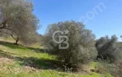 Manisa Soma Yola Cepheli Baraj Manzaralı Satılık Tarla