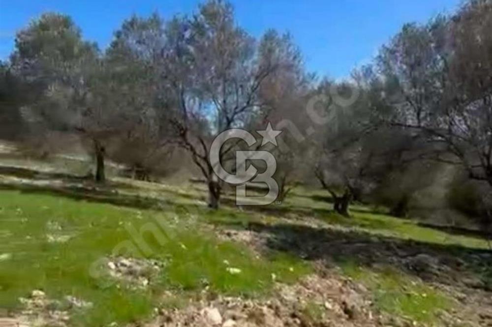 Manisa Soma Yola Cepheli Baraj Manzaralı Satılık Tarla