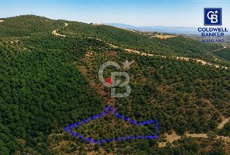 MUSELAND-Urla Bademler'de 4766 M2 Satılık Zeytinlik - 1 - 347760