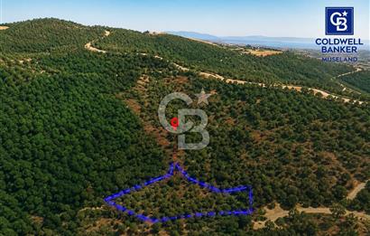 MUSELAND-Urla Bademler'de 4766 M2 Satılık Zeytinlik