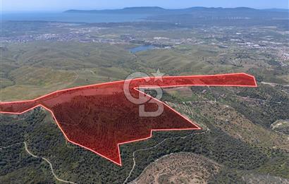 SEFERİHİSAR ULAMIŞ 409 DÖNÜM FISTIK ÇAMI ARAZİSİ | 130 YIL TAHSİSLİ