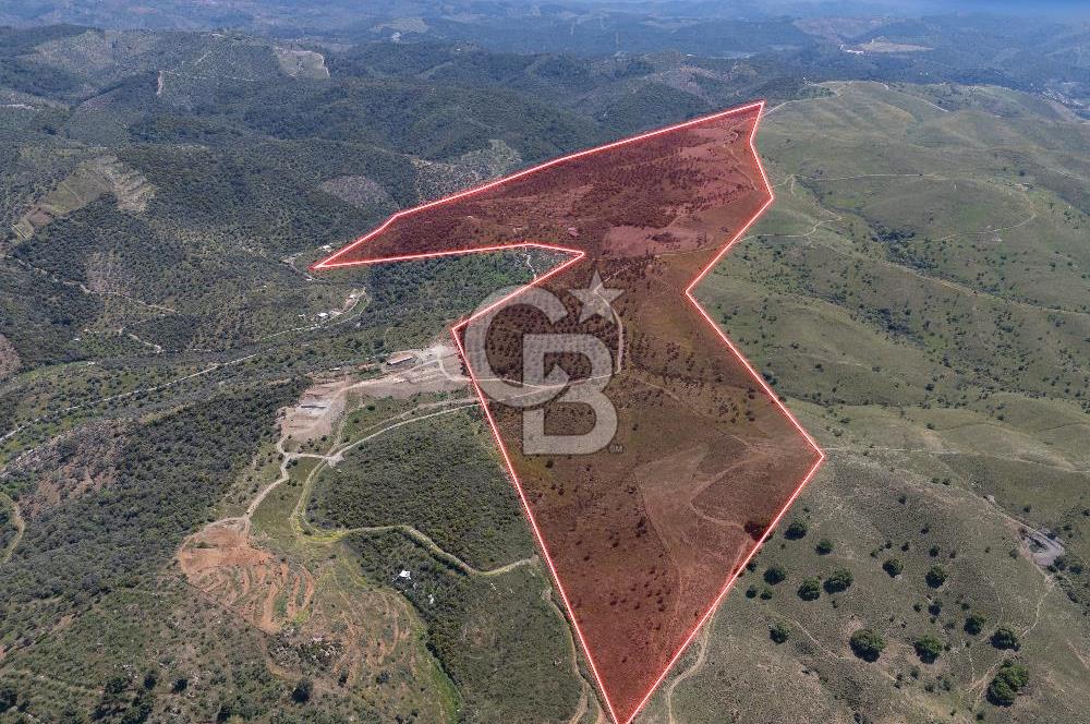 SEFERİHİSAR ULAMIŞ 409 DÖNÜM FISTIK ÇAMI ARAZİSİ | 130 YIL TAHSİSLİ