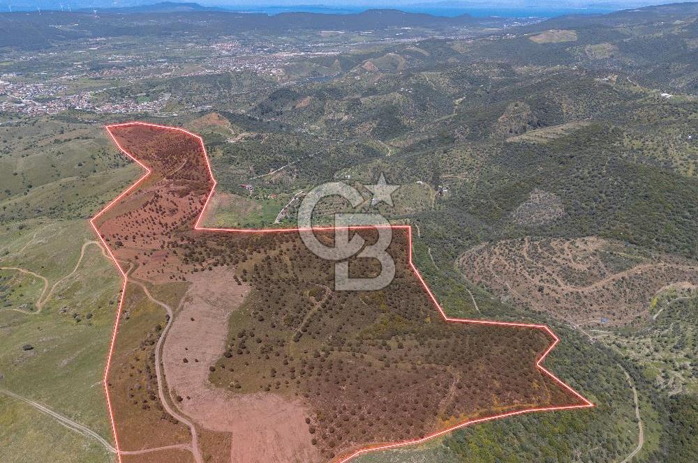 SEFERİHİSAR ULAMIŞ 409 DÖNÜM FISTIK ÇAMI ARAZİSİ | 130 YIL TAHSİSLİ