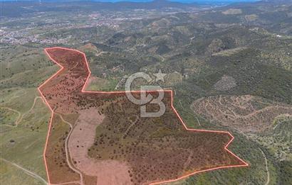SEFERİHİSAR ULAMIŞ 409 DÖNÜM FISTIK ÇAMI ARAZİSİ | 130 YIL TAHSİSLİ
