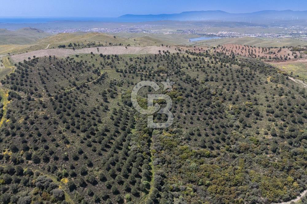 SEFERİHİSAR ULAMIŞ 409 DÖNÜM FISTIK ÇAMI ARAZİSİ | 130 YIL TAHSİSLİ