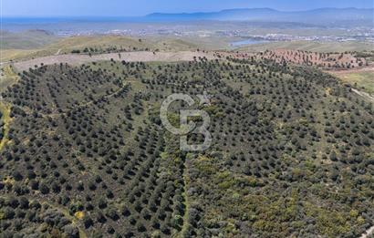 SEFERİHİSAR ULAMIŞ 409 DÖNÜM FISTIK ÇAMI ARAZİSİ | 130 YIL TAHSİSLİ
