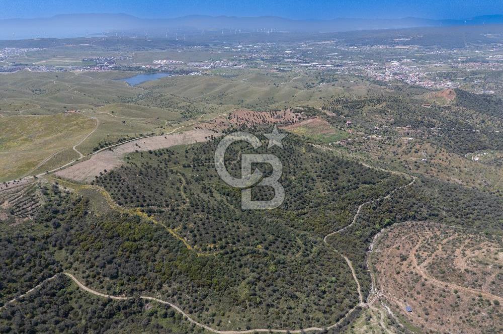 SEFERİHİSAR ULAMIŞ 409 DÖNÜM FISTIK ÇAMI ARAZİSİ | 130 YIL TAHSİSLİ