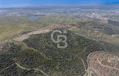 SEFERİHİSAR ULAMIŞ 409 DÖNÜM FISTIK ÇAMI ARAZİSİ | 130 YIL TAHSİSLİ