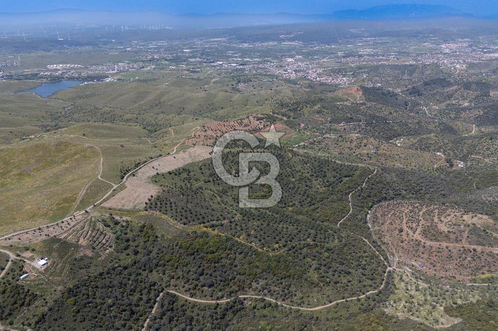 SEFERİHİSAR ULAMIŞ 409 DÖNÜM FISTIK ÇAMI ARAZİSİ | 130 YIL TAHSİSLİ