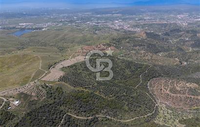 SEFERİHİSAR ULAMIŞ 409 DÖNÜM FISTIK ÇAMI ARAZİSİ | 130 YIL TAHSİSLİ