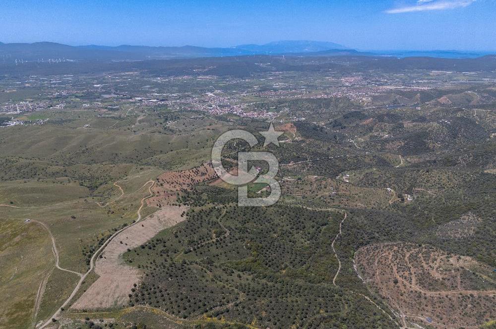 SEFERİHİSAR ULAMIŞ 409 DÖNÜM FISTIK ÇAMI ARAZİSİ | 130 YIL TAHSİSLİ