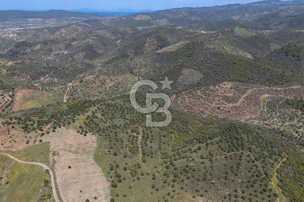 SEFERİHİSAR ULAMIŞ 409 DÖNÜM FISTIK ÇAMI ARAZİSİ | 130 YIL TAHSİSLİ