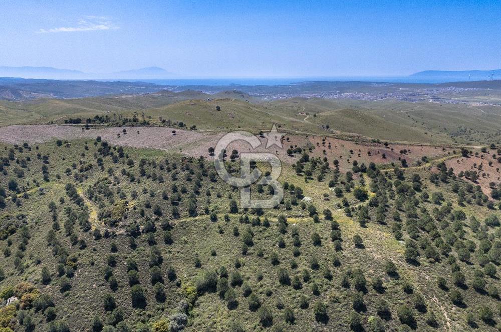 SEFERİHİSAR ULAMIŞ 409 DÖNÜM FISTIK ÇAMI ARAZİSİ | 130 YIL TAHSİSLİ