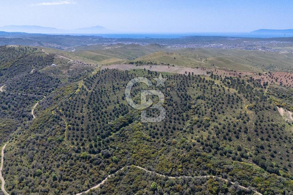 SEFERİHİSAR ULAMIŞ 409 DÖNÜM FISTIK ÇAMI ARAZİSİ | 130 YIL TAHSİSLİ