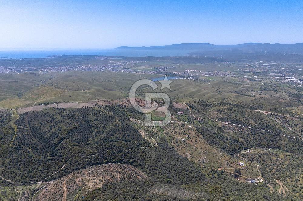 SEFERİHİSAR ULAMIŞ 409 DÖNÜM FISTIK ÇAMI ARAZİSİ | 130 YIL TAHSİSLİ