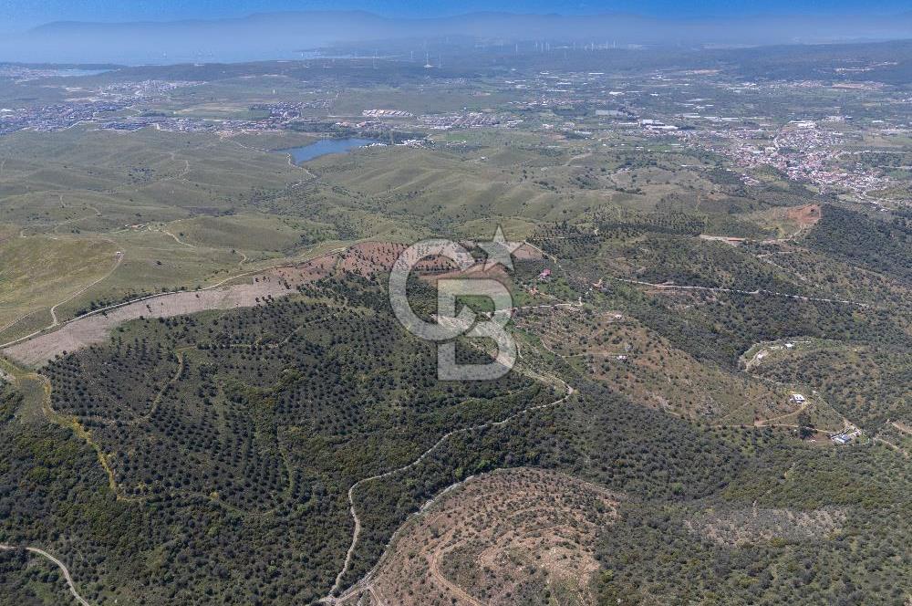 SEFERİHİSAR ULAMIŞ 409 DÖNÜM FISTIK ÇAMI ARAZİSİ | 130 YIL TAHSİSLİ