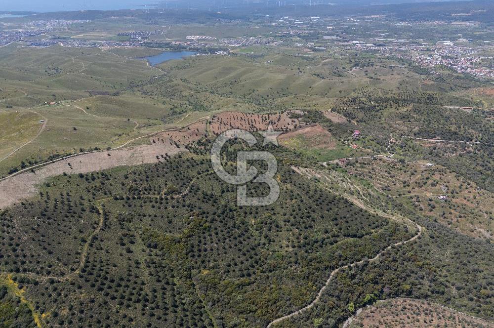 SEFERİHİSAR ULAMIŞ 409 DÖNÜM FISTIK ÇAMI ARAZİSİ | 130 YIL TAHSİSLİ