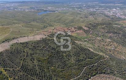 SEFERİHİSAR ULAMIŞ 409 DÖNÜM FISTIK ÇAMI ARAZİSİ | 130 YIL TAHSİSLİ