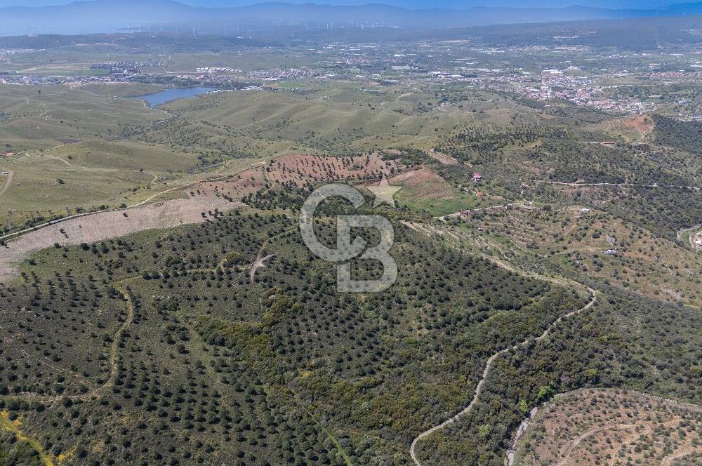 SEFERİHİSAR ULAMIŞ 409 DÖNÜM FISTIK ÇAMI ARAZİSİ | 130 YIL TAHSİSLİ
