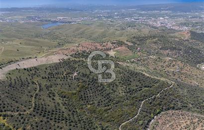 SEFERİHİSAR ULAMIŞ 409 DÖNÜM FISTIK ÇAMI ARAZİSİ | 130 YIL TAHSİSLİ