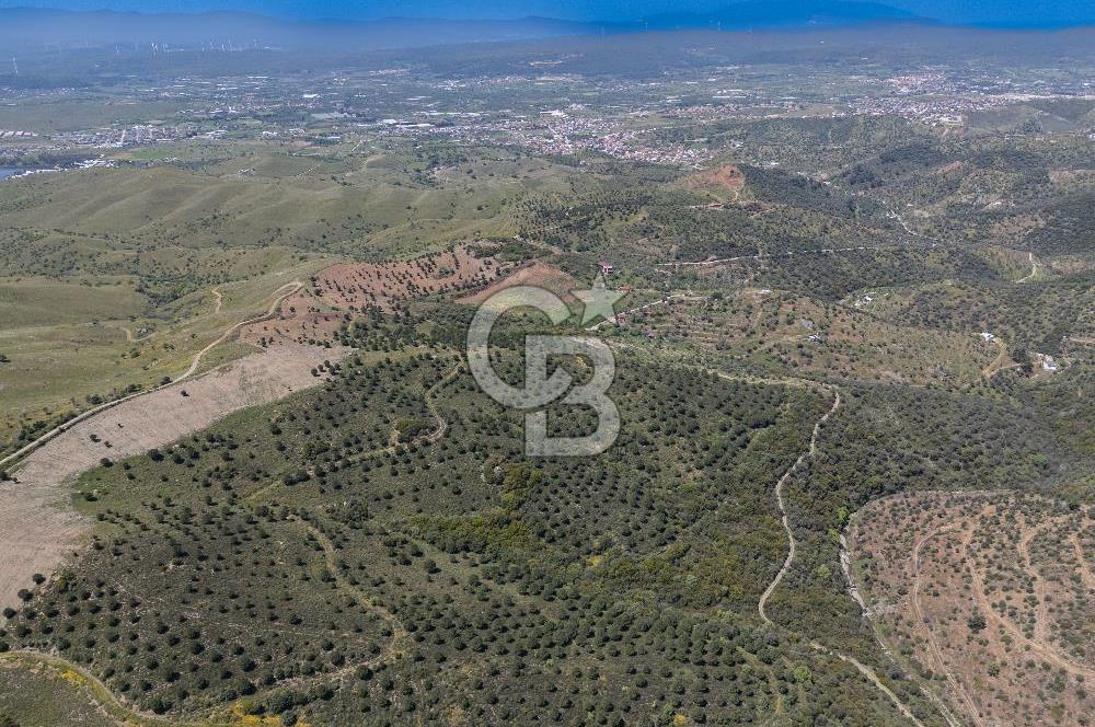 SEFERİHİSAR ULAMIŞ 409 DÖNÜM FISTIK ÇAMI ARAZİSİ | 130 YIL TAHSİSLİ