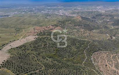 SEFERİHİSAR ULAMIŞ 409 DÖNÜM FISTIK ÇAMI ARAZİSİ | 130 YIL TAHSİSLİ