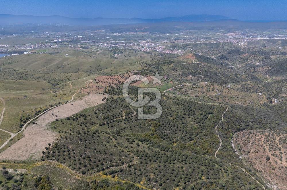 SEFERİHİSAR ULAMIŞ 409 DÖNÜM FISTIK ÇAMI ARAZİSİ | 130 YIL TAHSİSLİ
