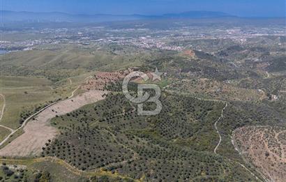 SEFERİHİSAR ULAMIŞ 409 DÖNÜM FISTIK ÇAMI ARAZİSİ | 130 YIL TAHSİSLİ