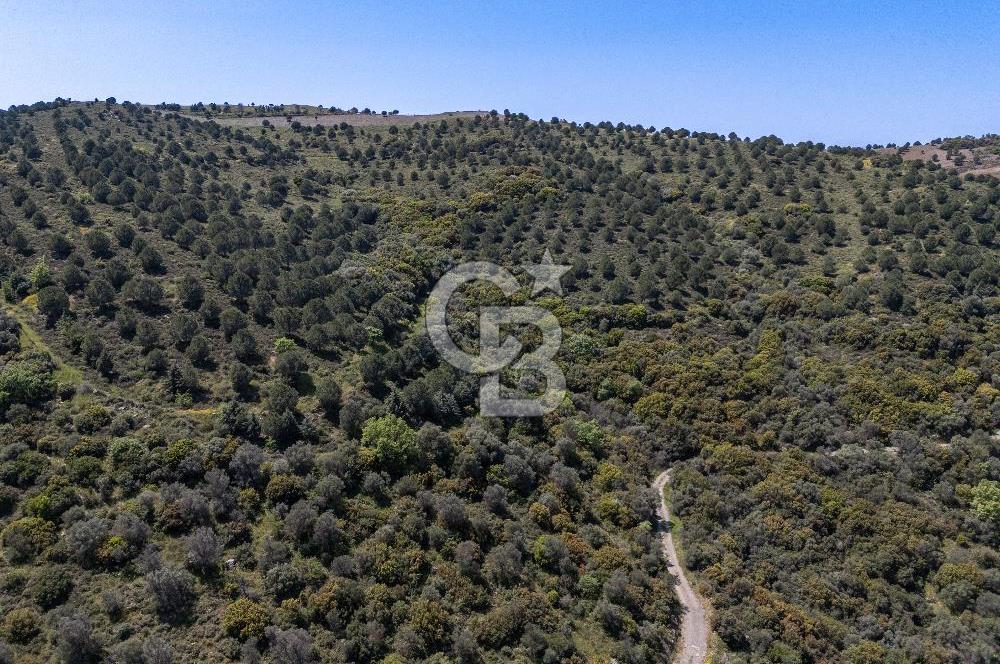 SEFERİHİSAR ULAMIŞ 409 DÖNÜM FISTIK ÇAMI ARAZİSİ | 130 YIL TAHSİSLİ