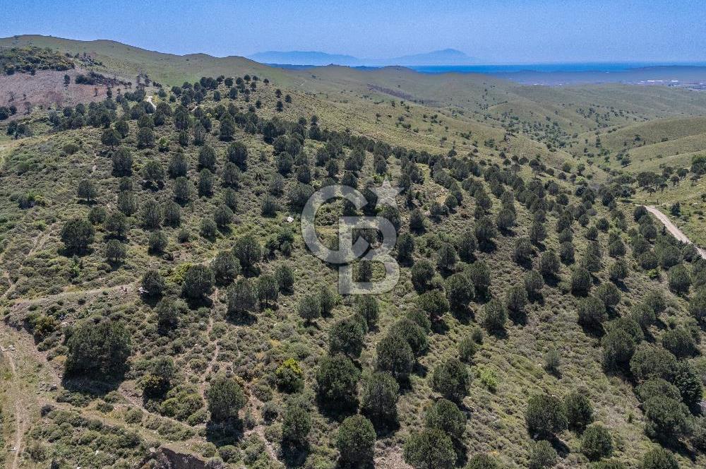 SEFERİHİSAR ULAMIŞ 409 DÖNÜM FISTIK ÇAMI ARAZİSİ | 130 YIL TAHSİSLİ