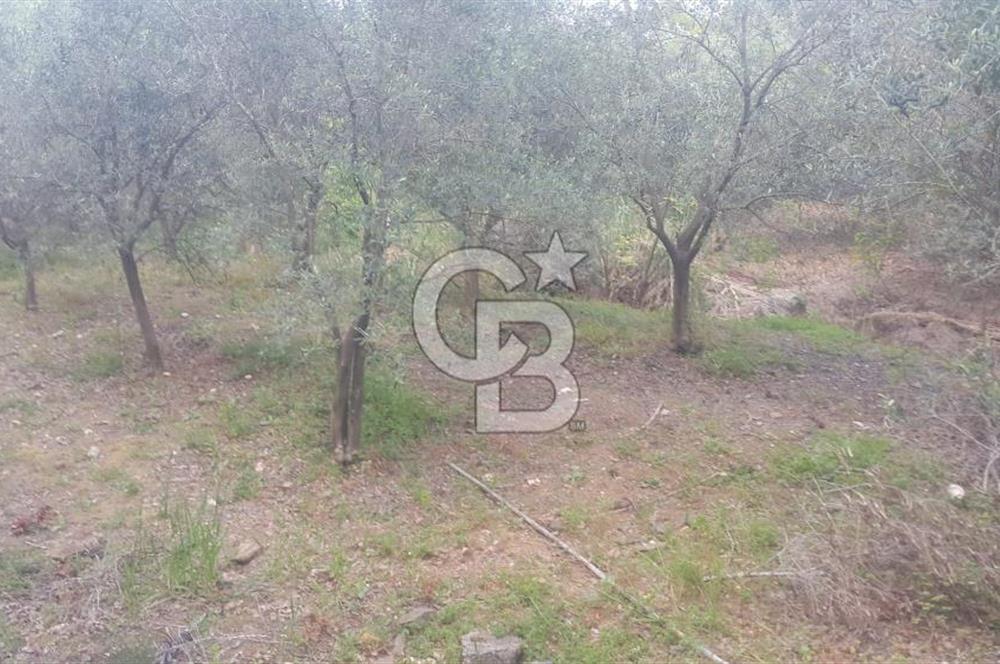 ANTALYA GAZİPAŞA’DA SATILIK BAHÇE 