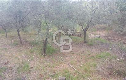 ANTALYA GAZİPAŞA’DA SATILIK BAHÇE 