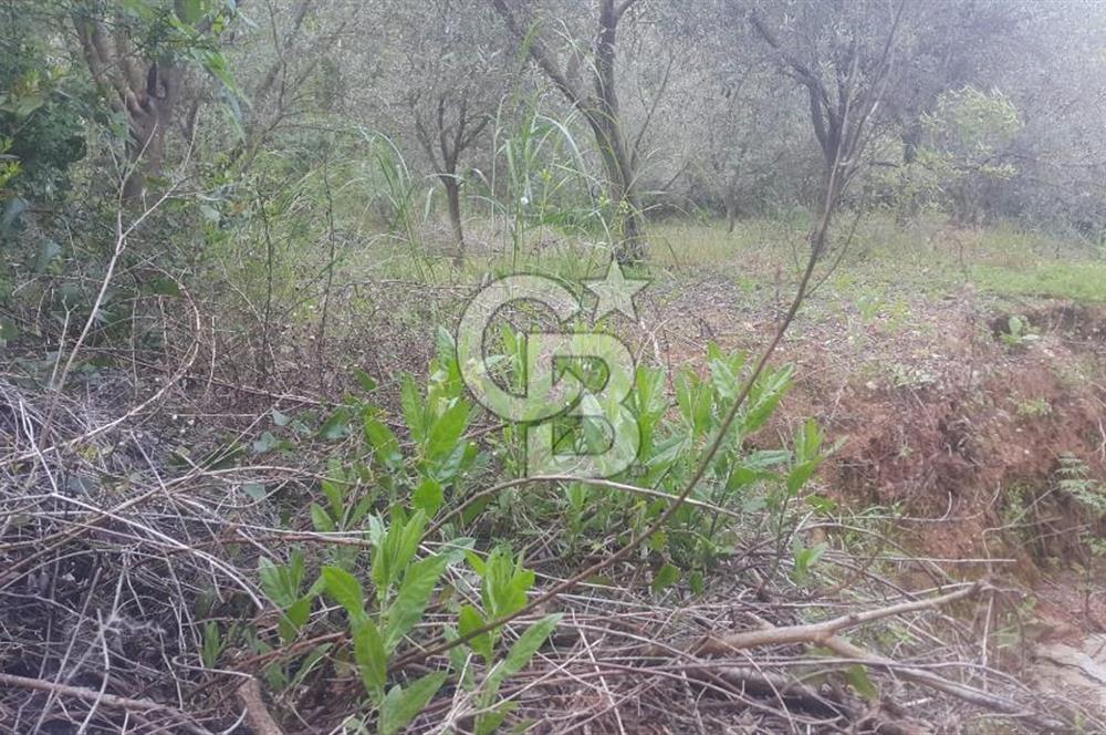 ANTALYA GAZİPAŞA’DA SATILIK BAHÇE 