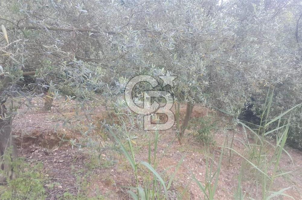 ANTALYA GAZİPAŞA’DA SATILIK BAHÇE 