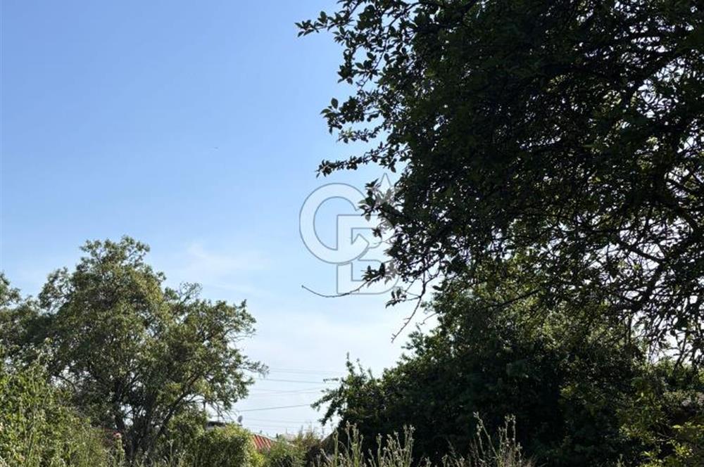 •	Bursa Karacabey Dağkadı’da Köy İçinde Yapı Kayıtlı Köşe Arsa, Hem Ev Hem Zeytinlik.