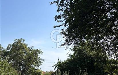 •	Bursa Karacabey Dağkadı’da Köy İçinde Yapı Kayıtlı Köşe Arsa, Hem Ev Hem Zeytinlik.