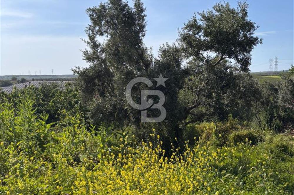 •	Bursa Karacabey Dağkadı’da Köy İçinde Yapı Kayıtlı Köşe Arsa, Hem Ev Hem Zeytinlik.