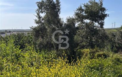 •	Bursa Karacabey Dağkadı’da Köy İçinde Yapı Kayıtlı Köşe Arsa, Hem Ev Hem Zeytinlik.