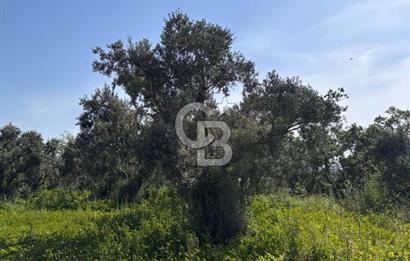 •	Bursa Karacabey Dağkadı’da Köy İçinde Yapı Kayıtlı Köşe Arsa, Hem Ev Hem Zeytinlik.